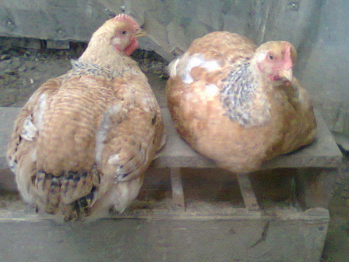 08.06.2016- o luna jumate