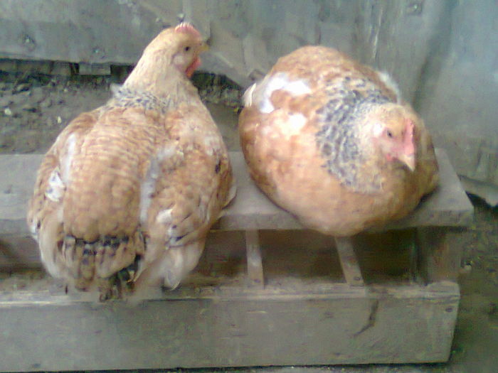 08.06.2016 - 2 kg jumate