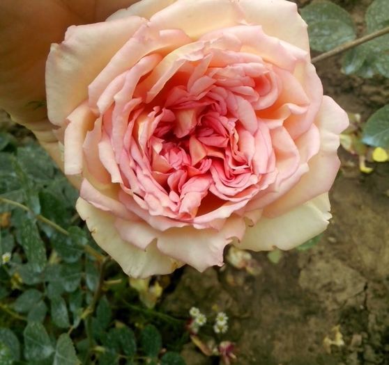 janet - 0 TRANDAFIRI 2016