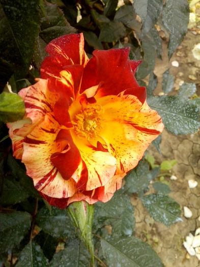 summer lodge - 0 TRANDAFIRI 2016