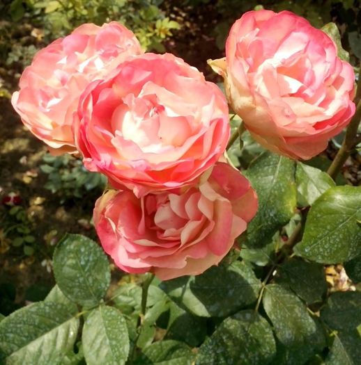 acropolis - 0 TRANDAFIRI 2016