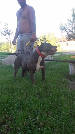 20160607_201434 - Pitbull monta