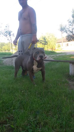 20160607_201439 - Pitbull monta