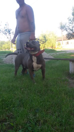 20160607_201429 - Pitbull monta