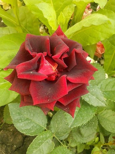 nr 19 - 0 TRANDAFIRI DIMOV 2016