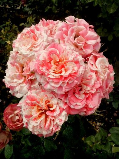 nr 31 - 0 TRANDAFIRI DIMOV 2016