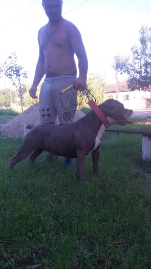 20160607_201414 - Pitbull monta