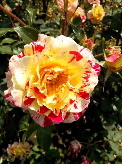 c.pissaro - 0 TRANDAFIRI 2016