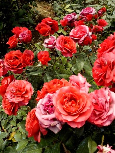 hot chocolate - 0 TRANDAFIRI 2016