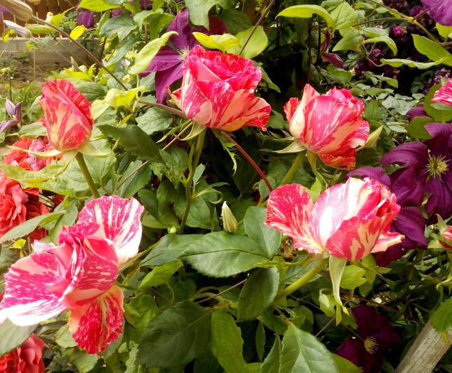 nr 33 - 0 TRANDAFIRI DIMOV 2016