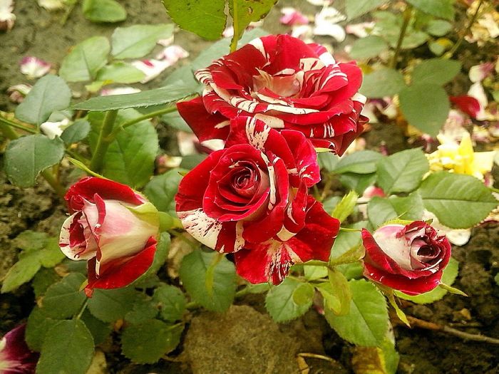 nr 22 mini - 0 TRANDAFIRI DIMOV 2016