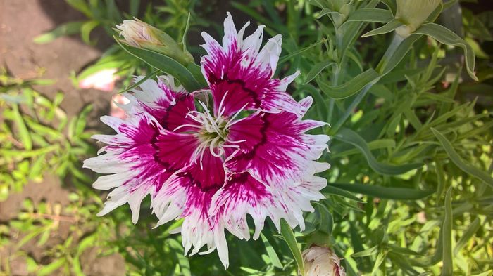 WP_20160608_11_40_16_Pro - gradinita 2016