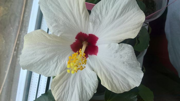 WP_20160607_12_23_43_Pro