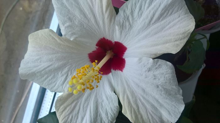 WP_20160607_12_23_37_Pro - hibiscus