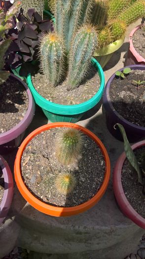 WP_20160608_13_29_48_Pro; Cactusii cei mici
