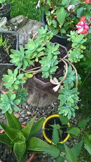 WP_20160608_13_38_41_Pro; Floare galben
