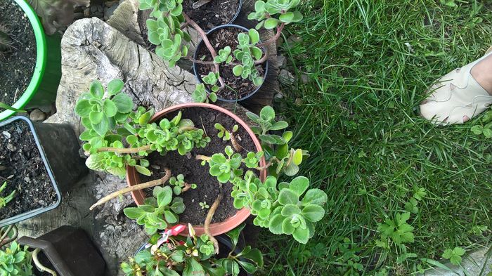 WP_20160608_13_40_30_Pro