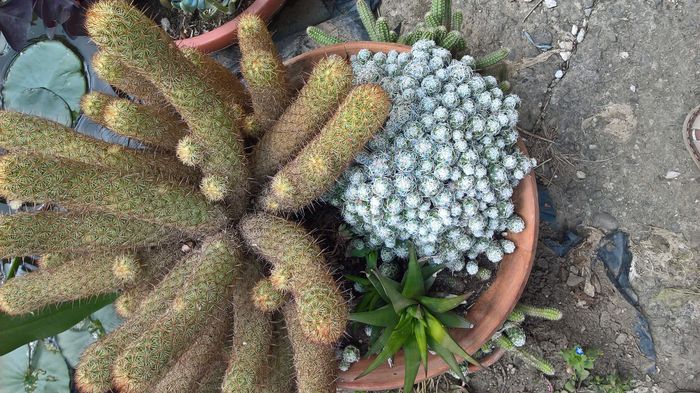 WP_20160608_13_51_33_Pro; Pui f%u0103r%u0103 radacina
