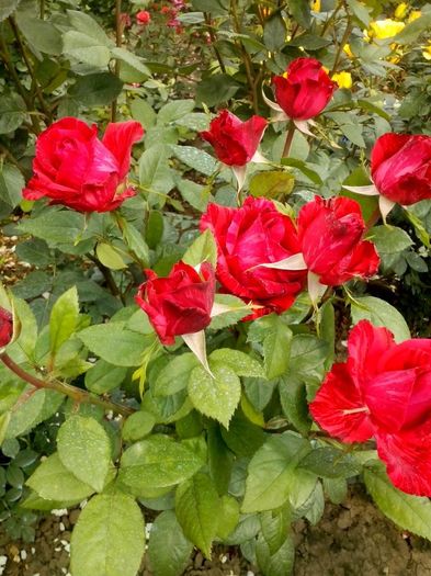 nr 60 - 0 TRANDAFIRI DIMOV 2016