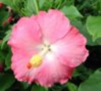 Poza floare Pinka - Hibiscus Pinka