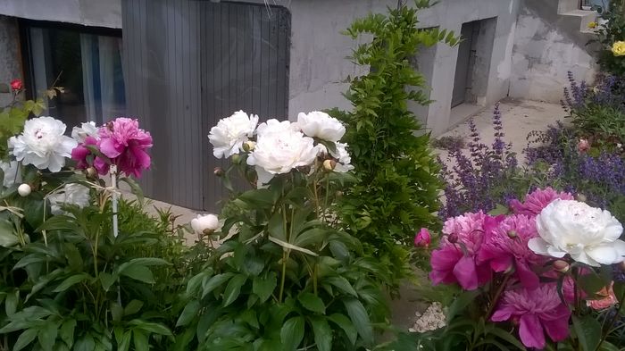 WP_20160602_13_14_20_Pro - a a gradina  2016