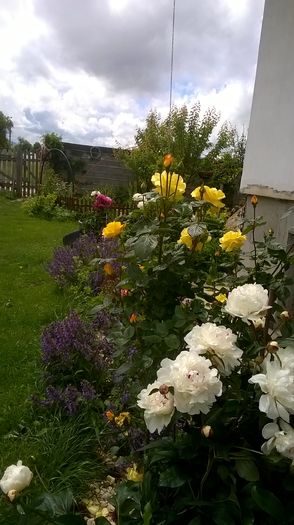 WP_20160602_13_21_40_Pro - a a gradina  2016