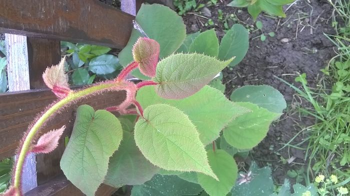 WP_20160602_kiwi - a a gradina  2016