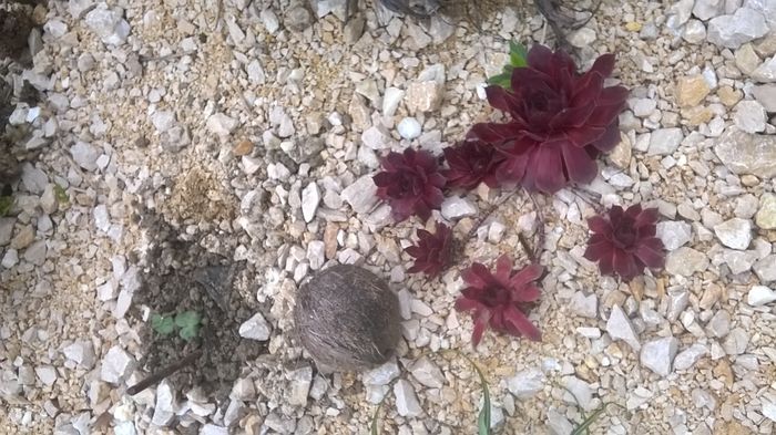 WP_20160603_09_45_09_Pro