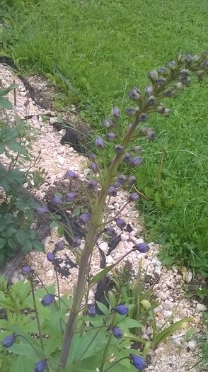 WP_20160603_09_45_40_Pro - a a gradina  2016