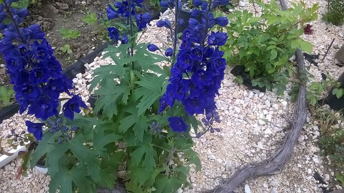 WP_20160608_09_41_09_Pro