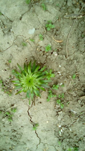 IMG_20160408_141414 - CRINI 2016