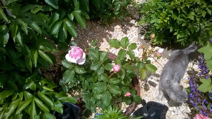 WP_20160602_12_34_42_Pro - A trandafirii mei
