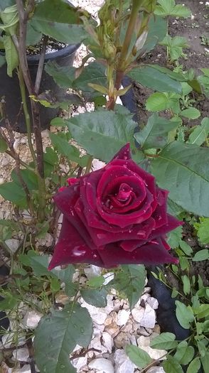 WP_20160602_14_33_49_Pro - A trandafirii mei