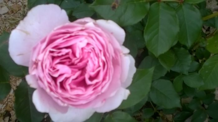 WP_20160603_09_31_37_Pro - A trandafirii mei