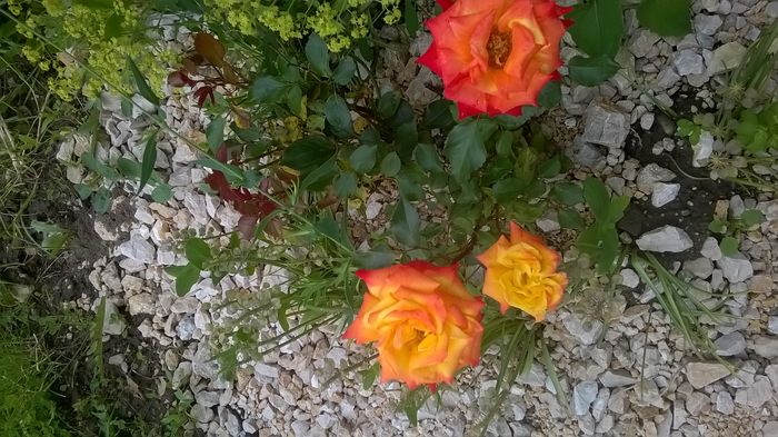 WP_20160603_11_49_57_Pro - A trandafirii mei