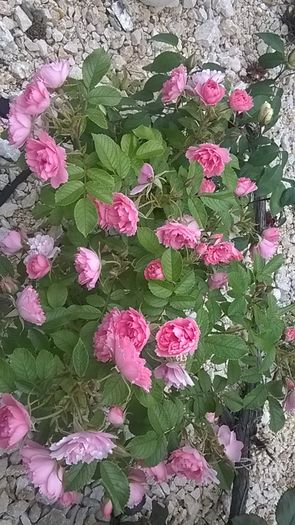 WP_20160607_09_42_22_Smart - A trandafirii mei