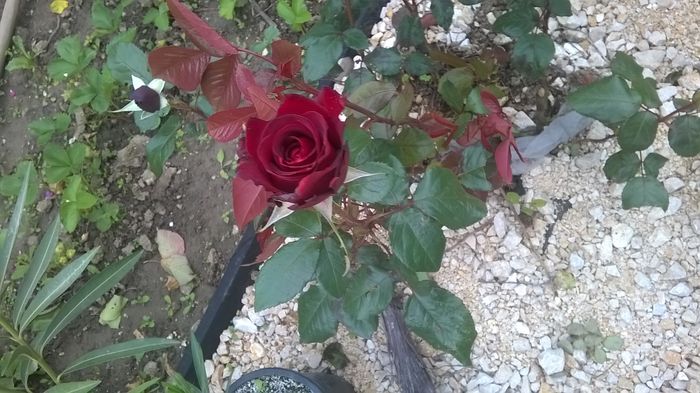 WP_20160608_09_41_37_Pro - A trandafirii mei