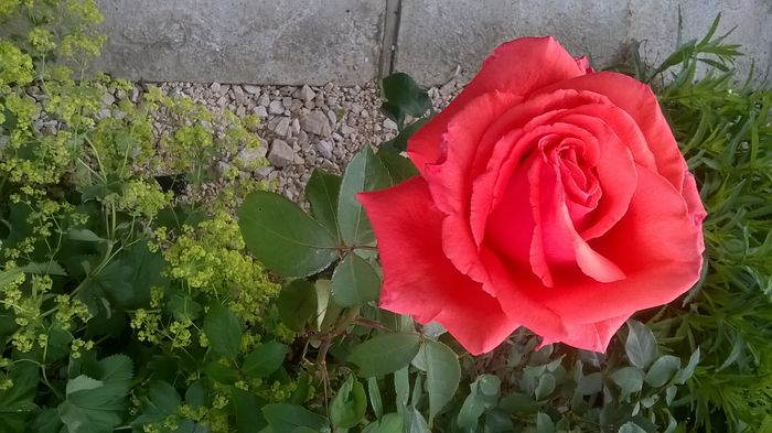 WP_20160608_09_42_19_Pro - A trandafirii mei