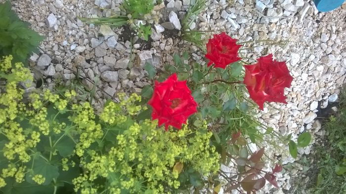 WP_20160608_09_42_27_Pro - A trandafirii mei