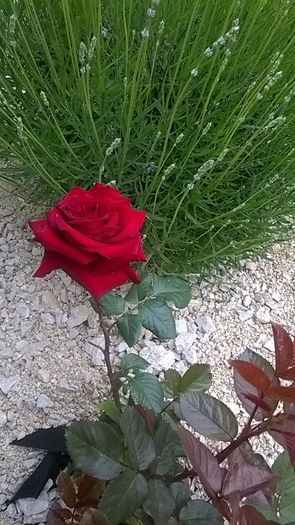 WP_20160608_09_43_34_Smart - A trandafirii mei