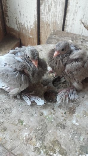 o culoare interesanta asteptam sa vedem cum se fac.