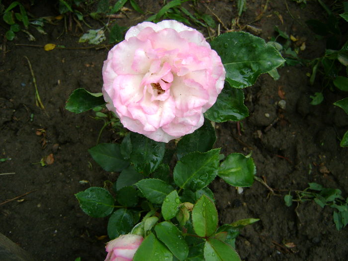 DSC02845 bordure rose - 0 Flori primavara - vara 2016