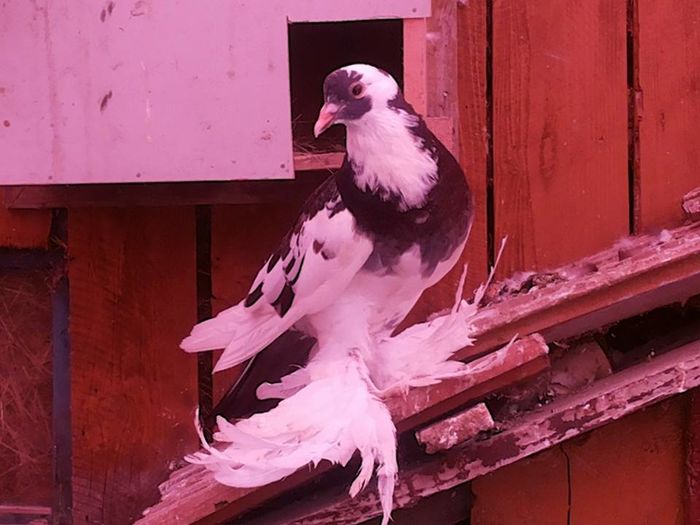 vândut lui stratex.sunphoto.ro