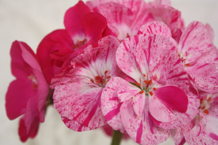 IMG_7021 - Copy - Copy