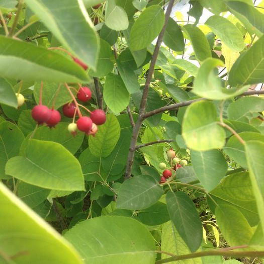 image - Amelanchier lamarckii - Pomul de stafide