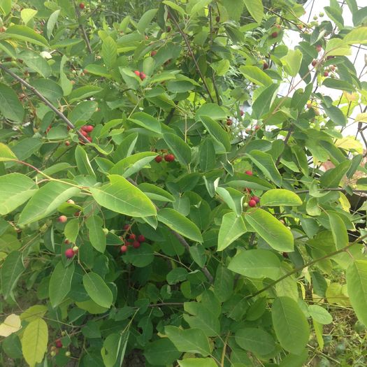 image - Amelanchier lamarckii - Pomul de stafide