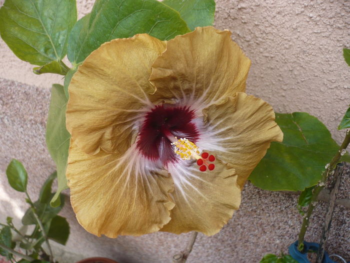 P1270136 - HIBISCUSI 2016-2