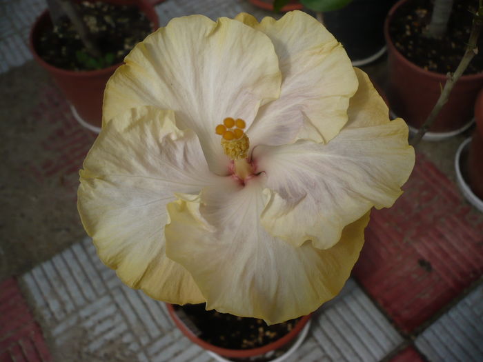 P1270144 - HIBISCUSI 2016-2