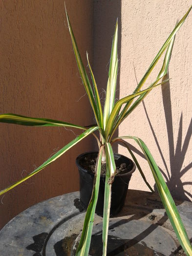 yucca variegata de gradina 35lei - 0 Plante ornamentale