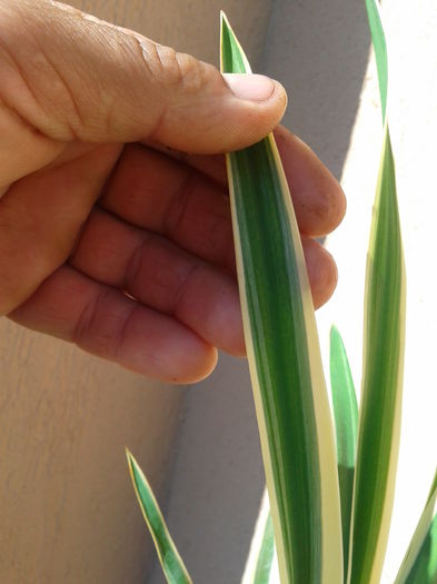 variegata pe margini